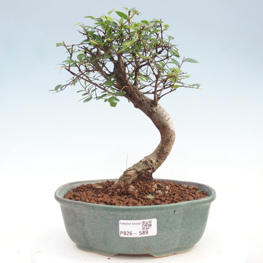 Camera bonsai - Ulmus parvifolia - Olmo a foglie piccole