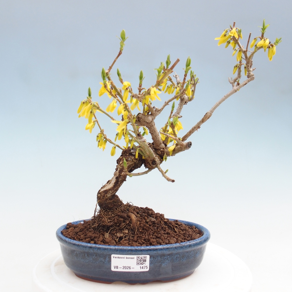 Bonsai da esterno - Zlatice - Forsythia koreana