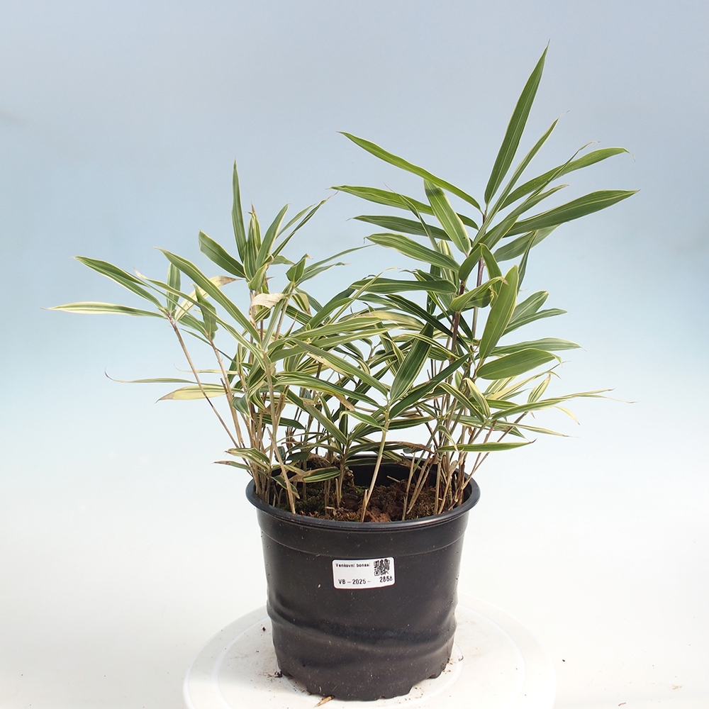 Bonsai da esterno - Sasaella masamuneana Albostriata - Bambù