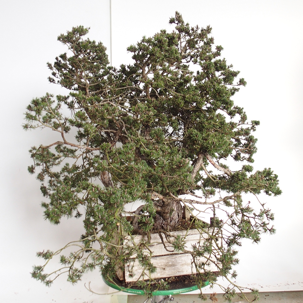 Yamadori - Pinus sylvestris Spagna