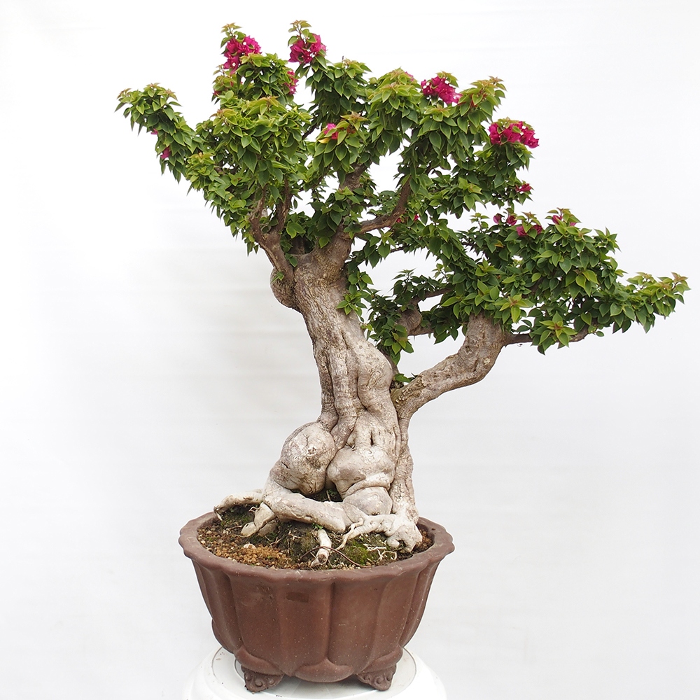 Camera bonsai - Bouganwilea
