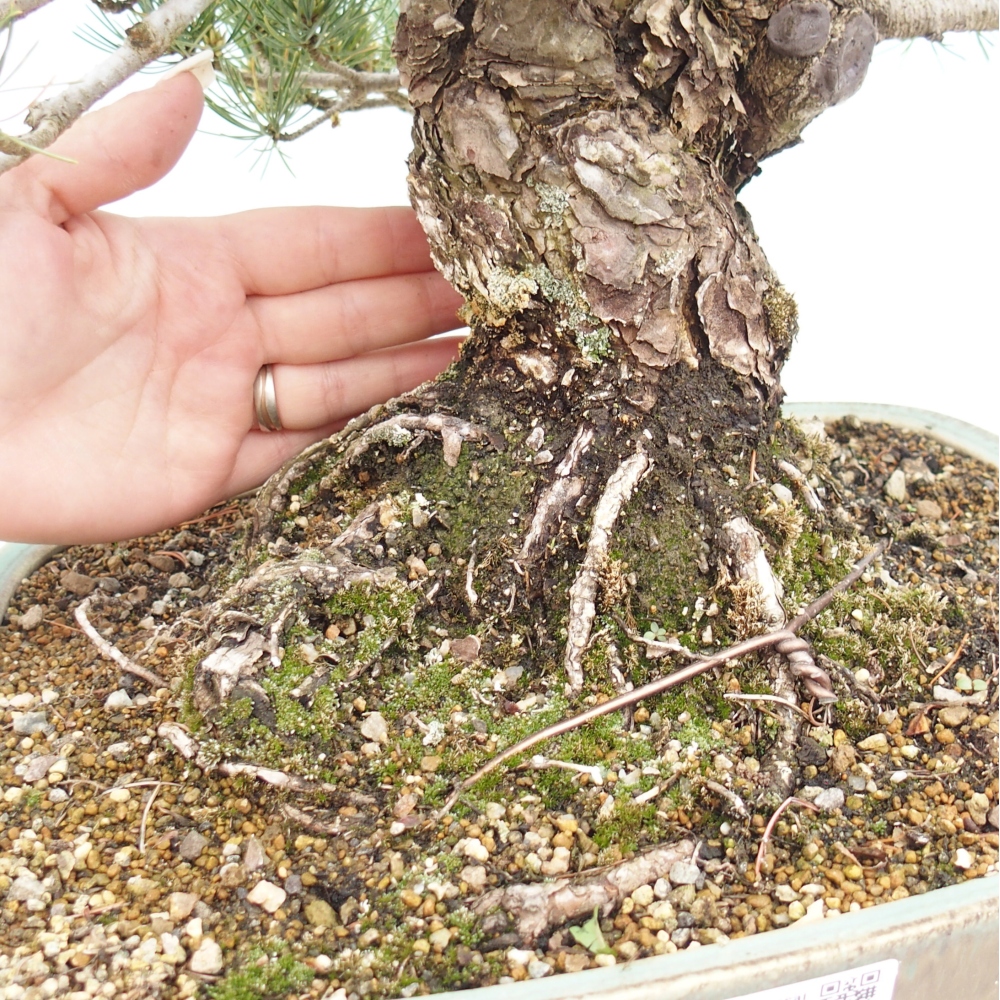Bonsai da esterno - Pinus parviflora - Pinus parviflora