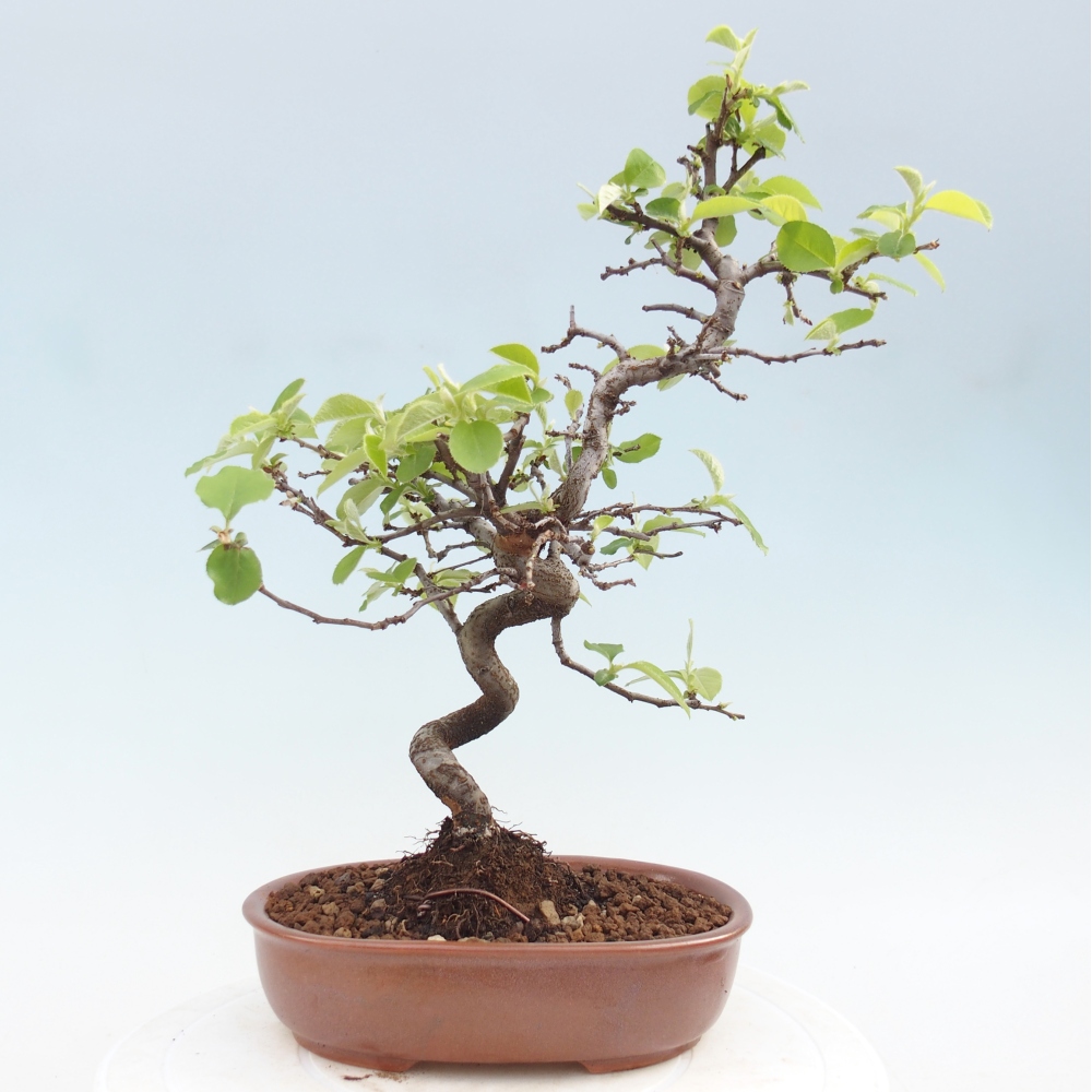 Bonsai da esterno - Chaneomeles chinensis