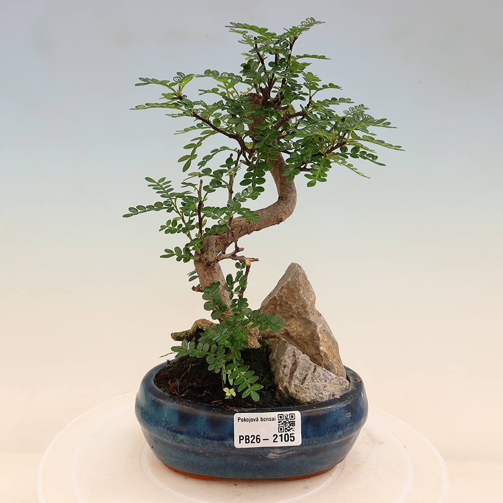 Camera bonsai - Zantoxylum piperitum - albero del pepe