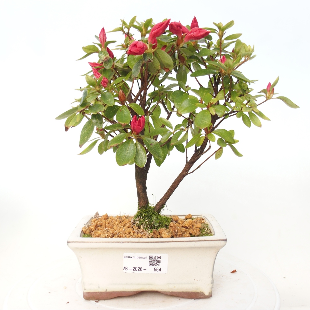 Bonsai da esterno - Azalea giapponese - Azalea sp.