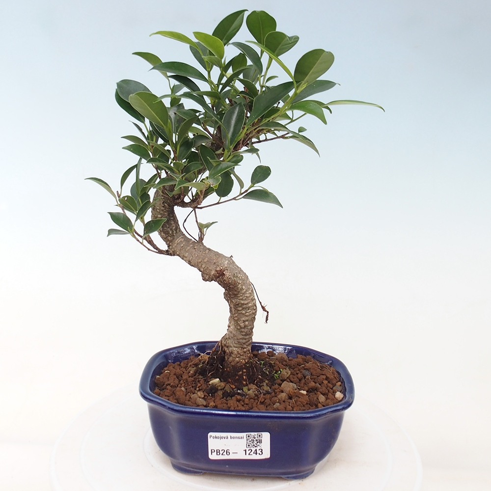 Camera bonsai - Ficus retusa - ficus a foglie piccole