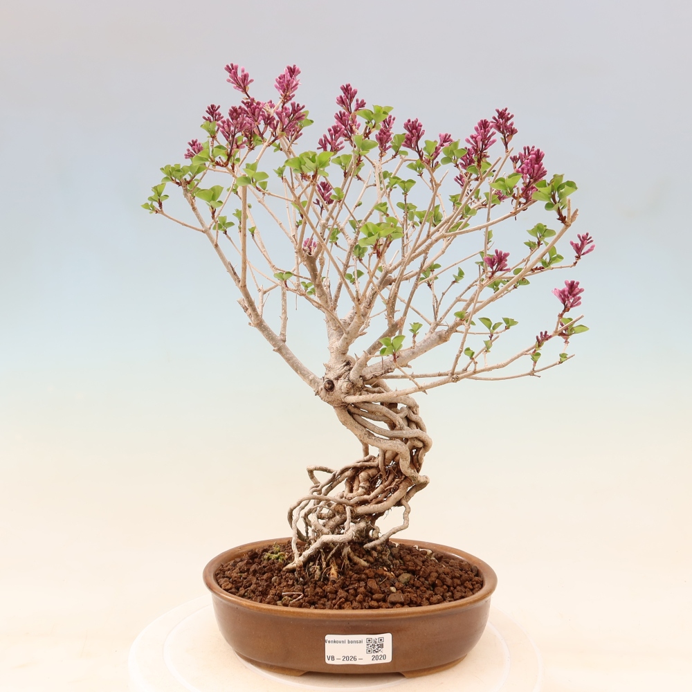 Bonsai da esterno - Syringa microphylla - lillà a fiore piccolo