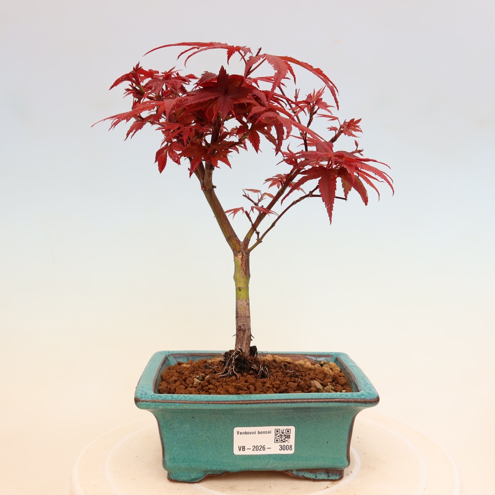 Bonsai da esterno - Acero palmatum - Acer palmatum Berry Broom 