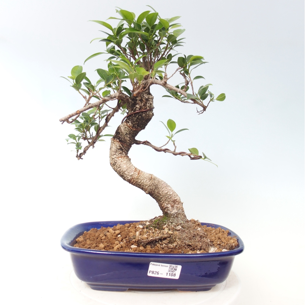 Camera bonsai - Ficus kimmen - ficus a foglie piccole