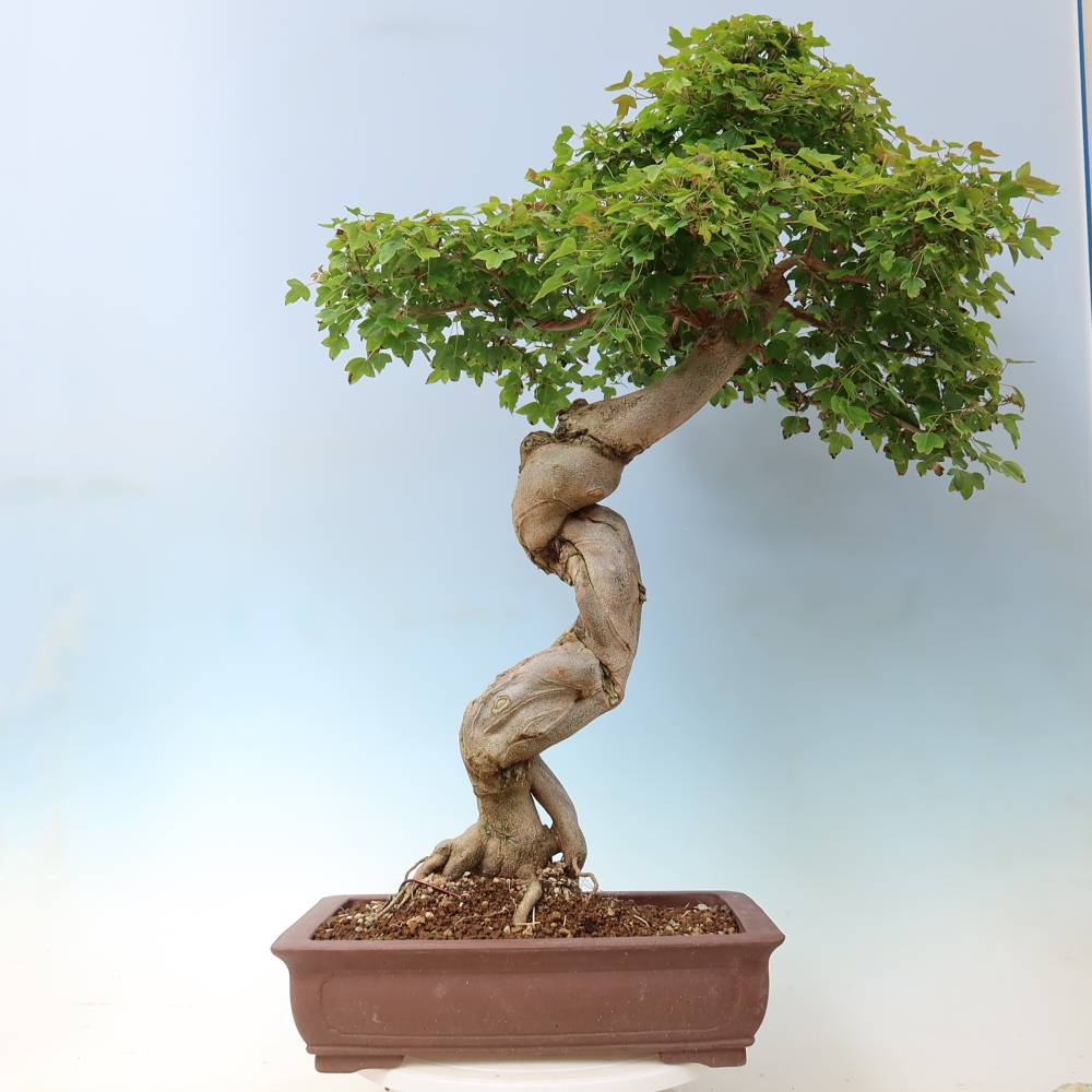 Bonsai da esterno - Acer Buergerianum - Acero di Burger