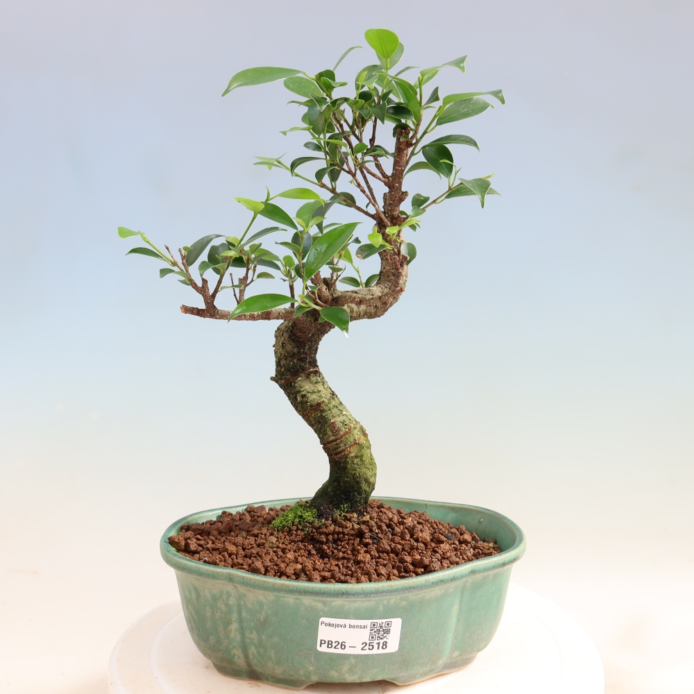 Camera bonsai - Ficus retusa - ficus a foglie piccole