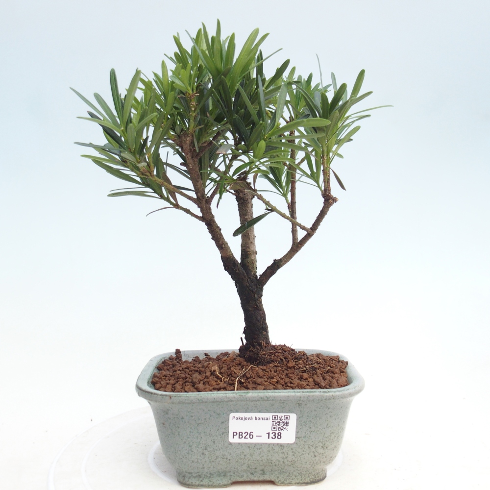 Camera bonsai - Podocarpus - Tasso delle pietre