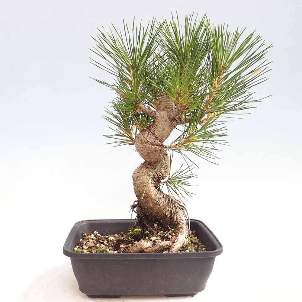 Bonsai da esterno - Pinus thunbergii - Pino di Thunberg