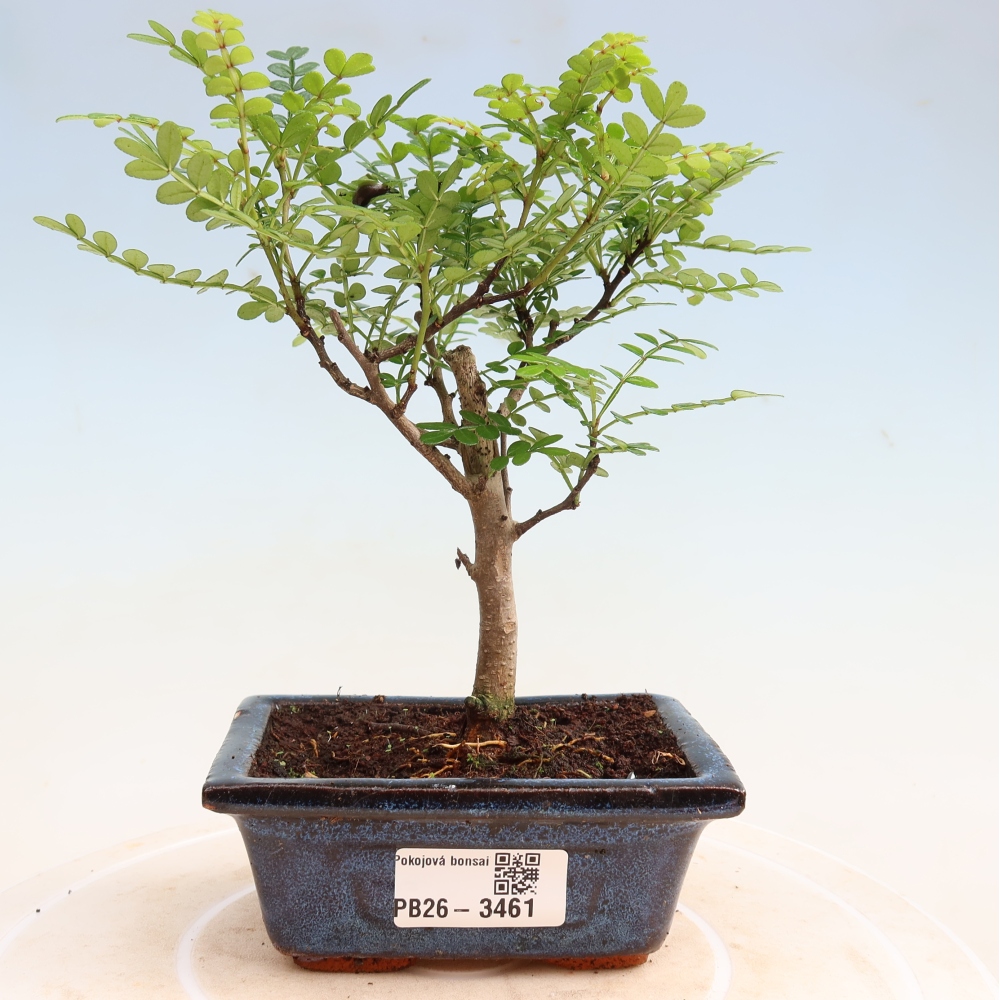 Camera bonsai - Zantoxylum piperitum - albero del pepe