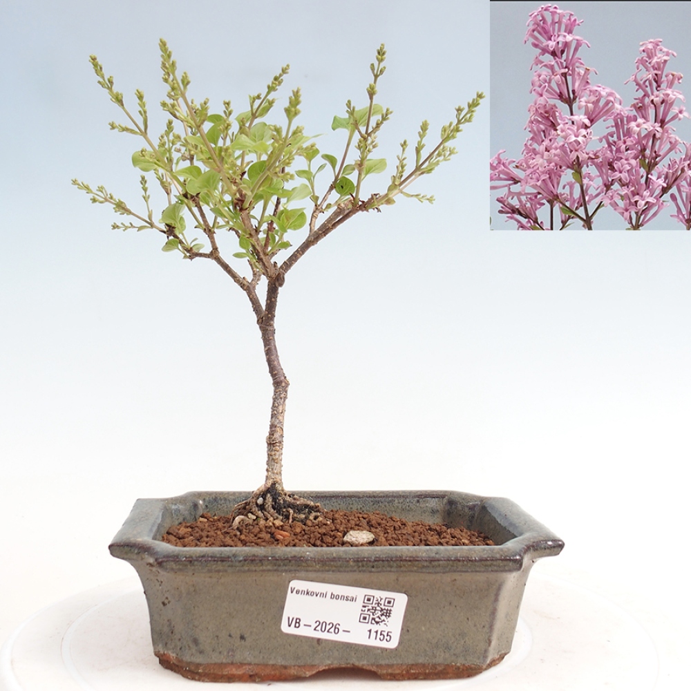 Bonsai da esterno - Syringa Meyeri Palibin - Lillà di Meyer