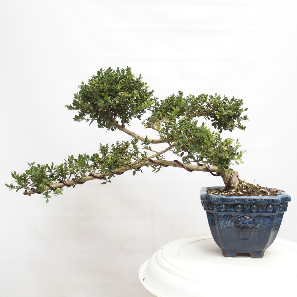 Camera bonsai - Ilex crenata - Agrifoglio