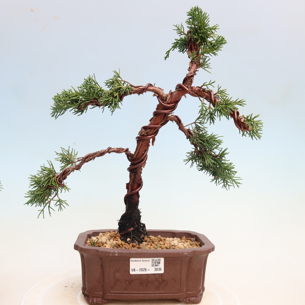 Bonsai da esterno - Juniperus chinensis Kishu
