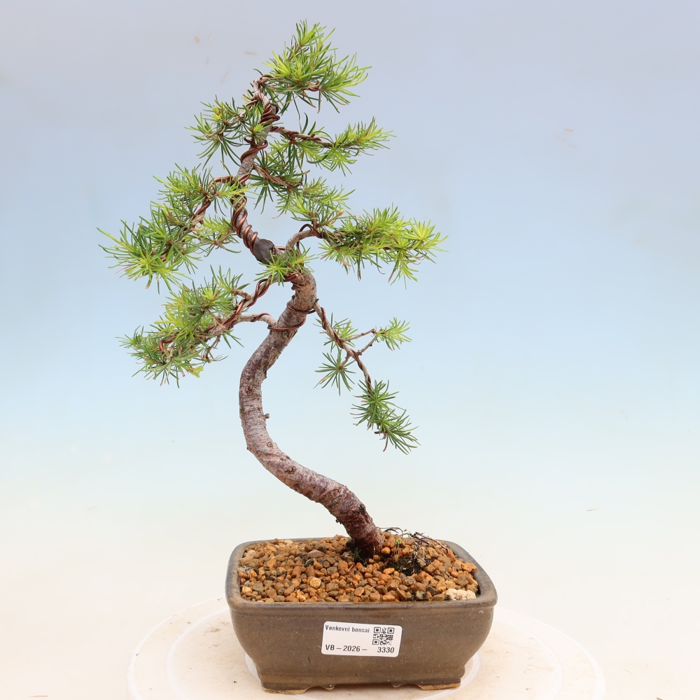 Bonsai da esterno -Larix decidua - Larice
