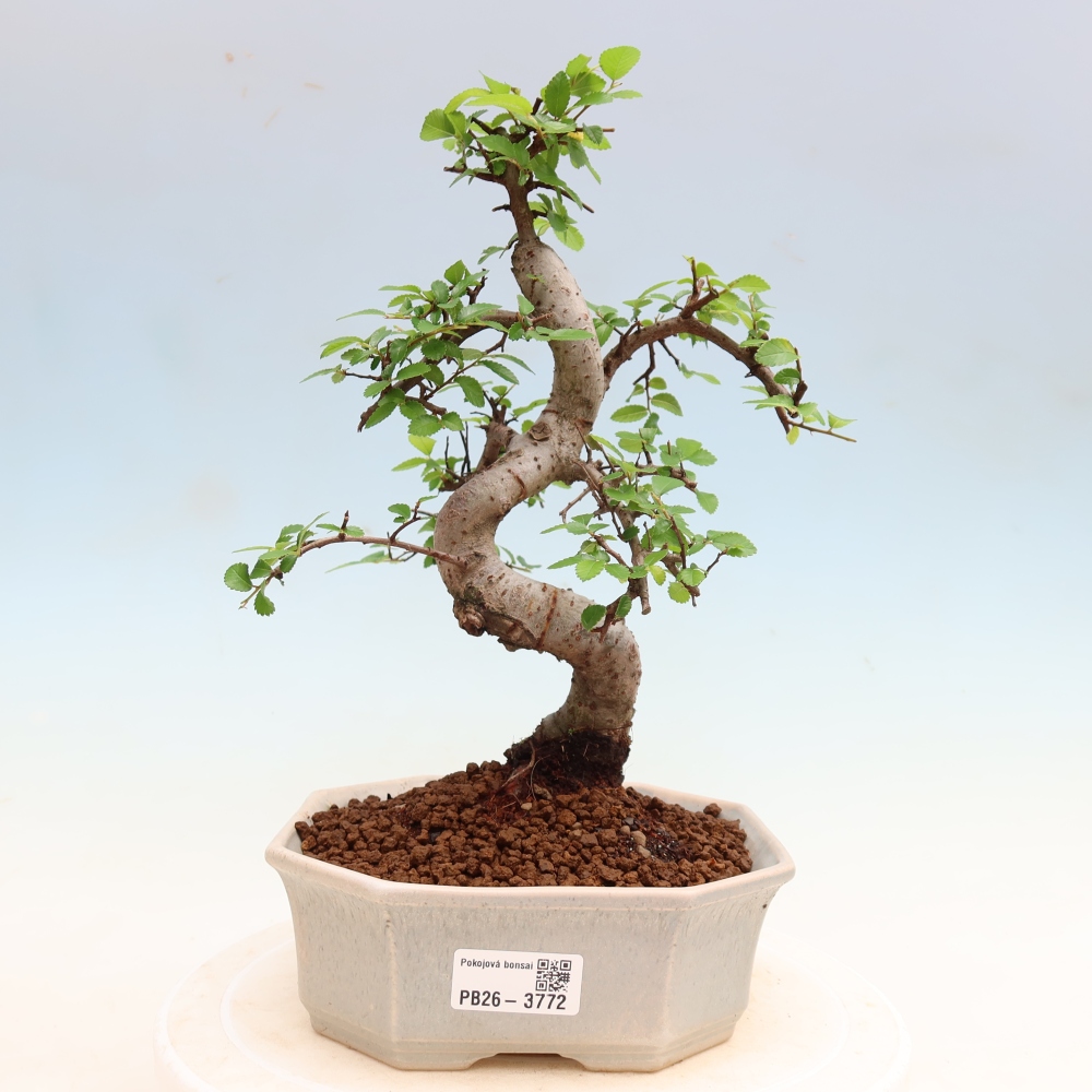 Camera bonsai - Ulmus parvifolia - Olmo a foglie piccole