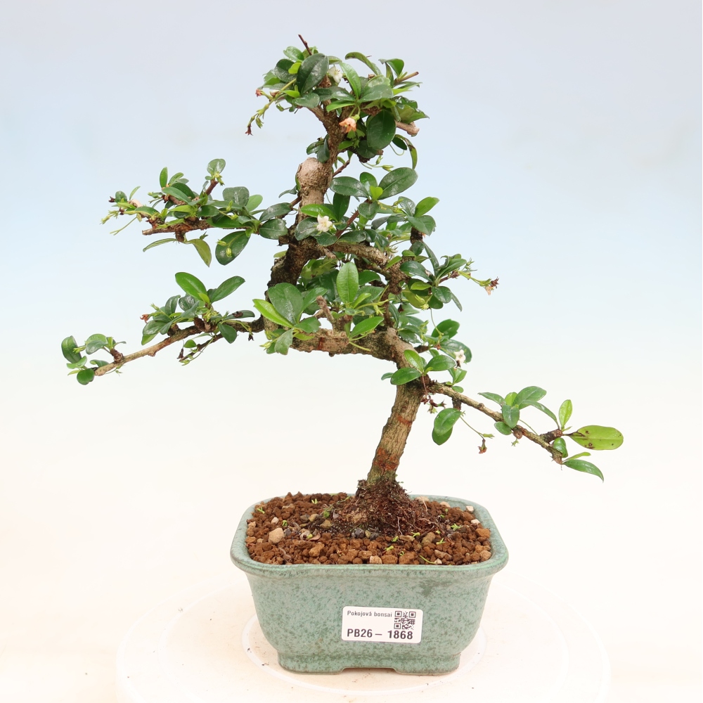 Camera bonsai - Carmona macrophylla - Tea fuki