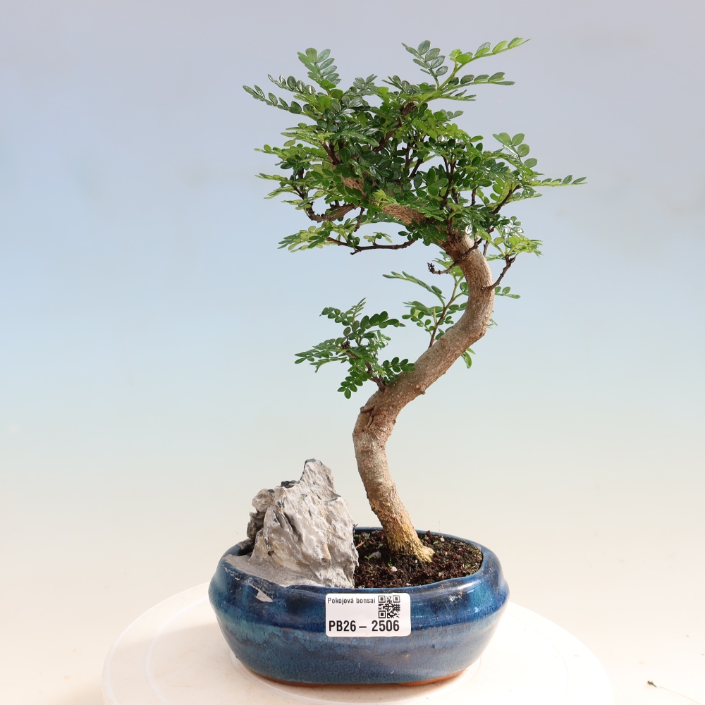 Camera bonsai - Zantoxylum piperitum - albero del pepe