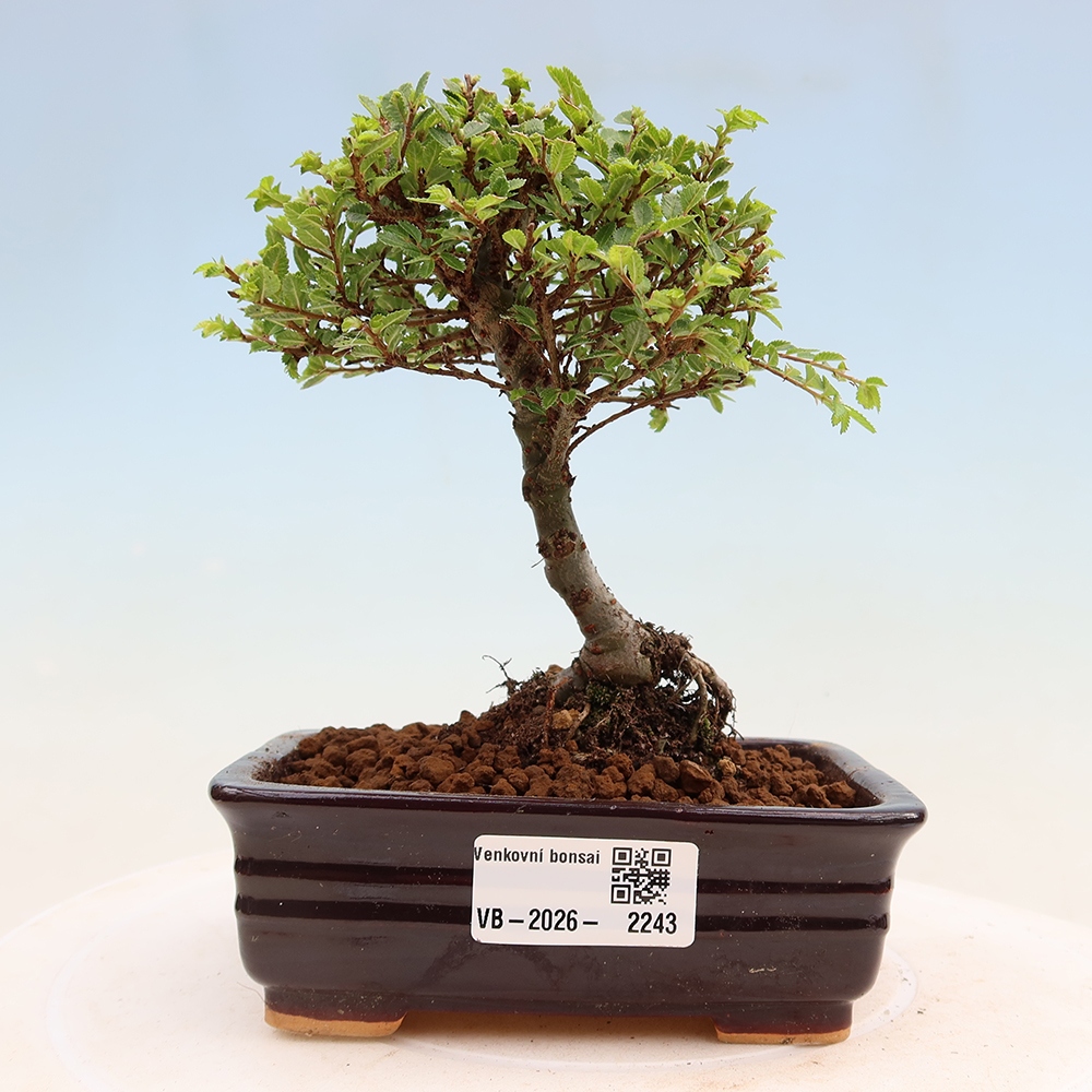 Bonsai da esterno - Ulmus parvifolia Sagei - Olmo a foglie piccole