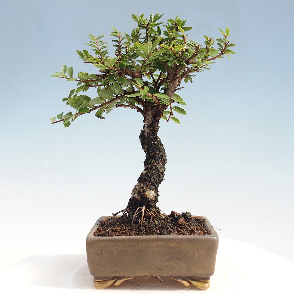 Bonsai da esterno - Zelkova - Zelkova NIRE