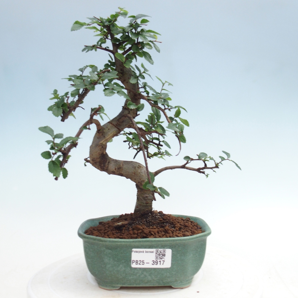Camera bonsai - Ulmus parvifolia - Olmo a foglie piccole