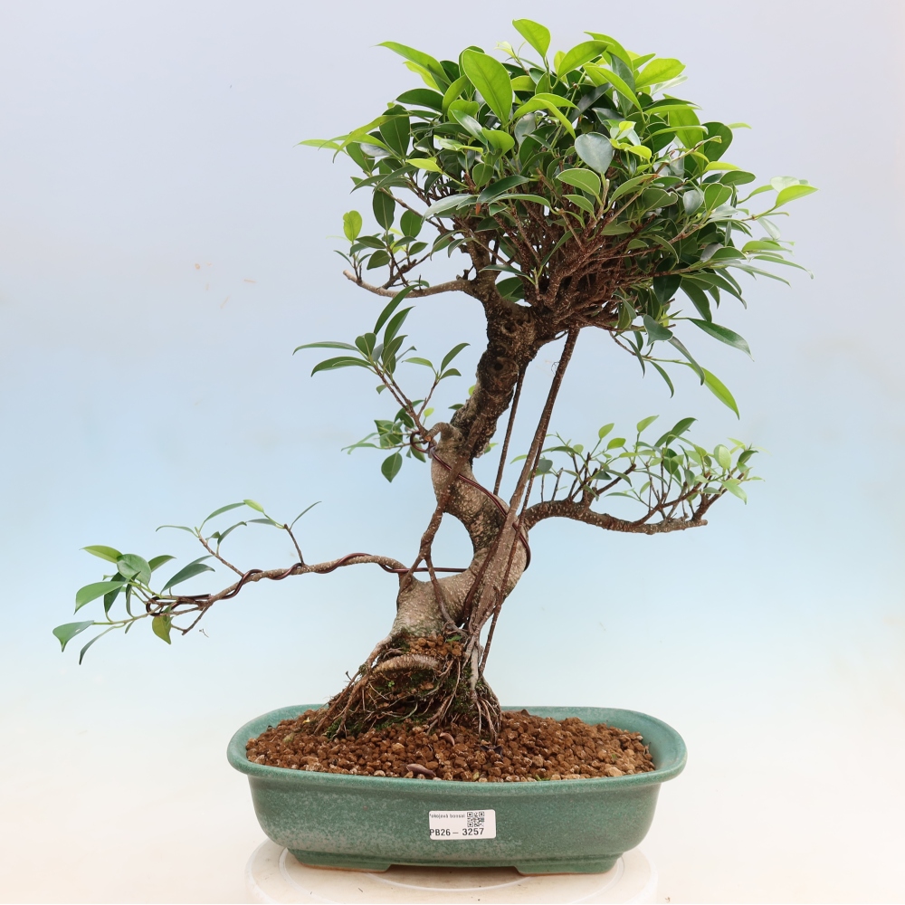 Camera bonsai - Ficus kimmen - ficus a foglie piccole