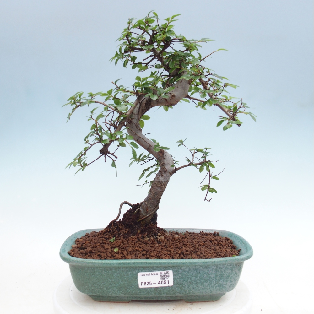 Camera bonsai - Ulmus parvifolia - Olmo a foglie piccole