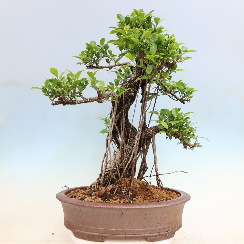 Camera bonsai - Ficus kimmen - ficus a foglie piccole