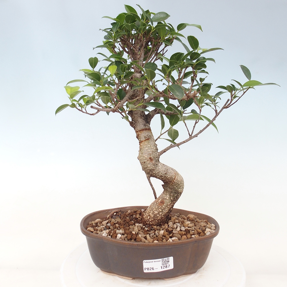 Camera bonsai - Ficus retusa - ficus a foglie piccole