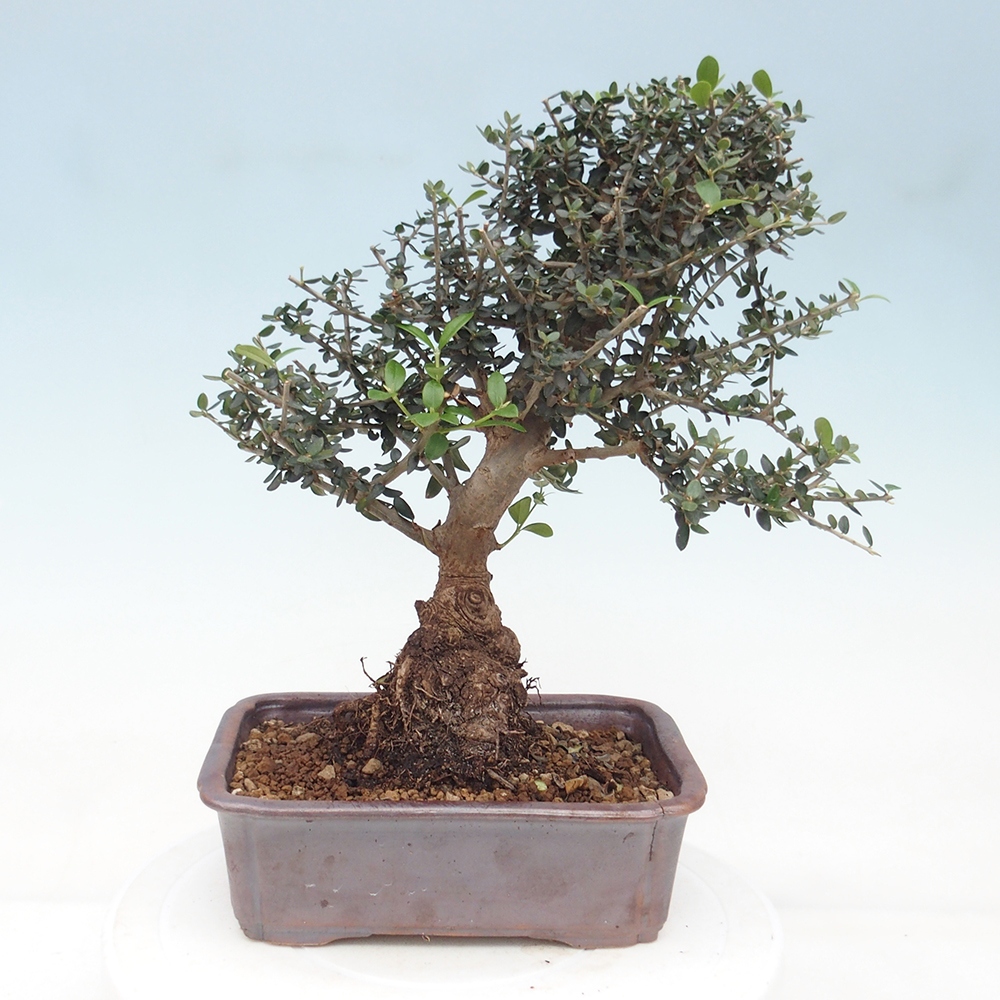 Bonsai da interno - Olea europaea sylvestris