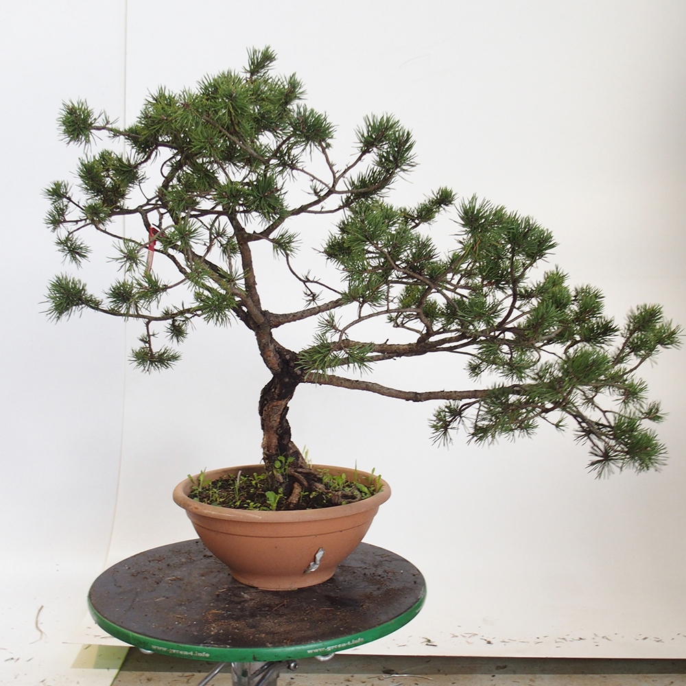 Yamadori - Pinus sylvestris Spagna
