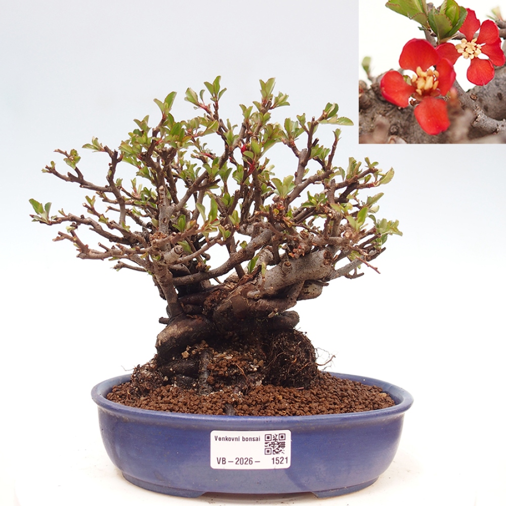 Bonsai da esterno - Chaneomeles speciosa - Cotogno