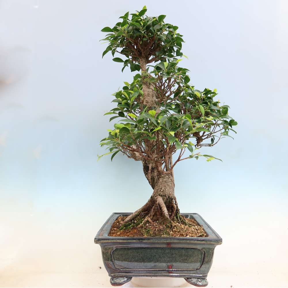 Camera bonsai - Ficus kimmen - ficus a foglie piccole
