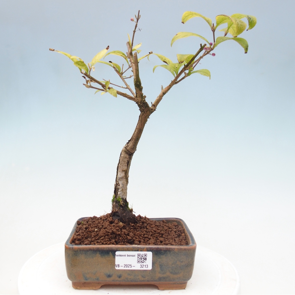 Bonsai da esterno - Callicarpa japonica