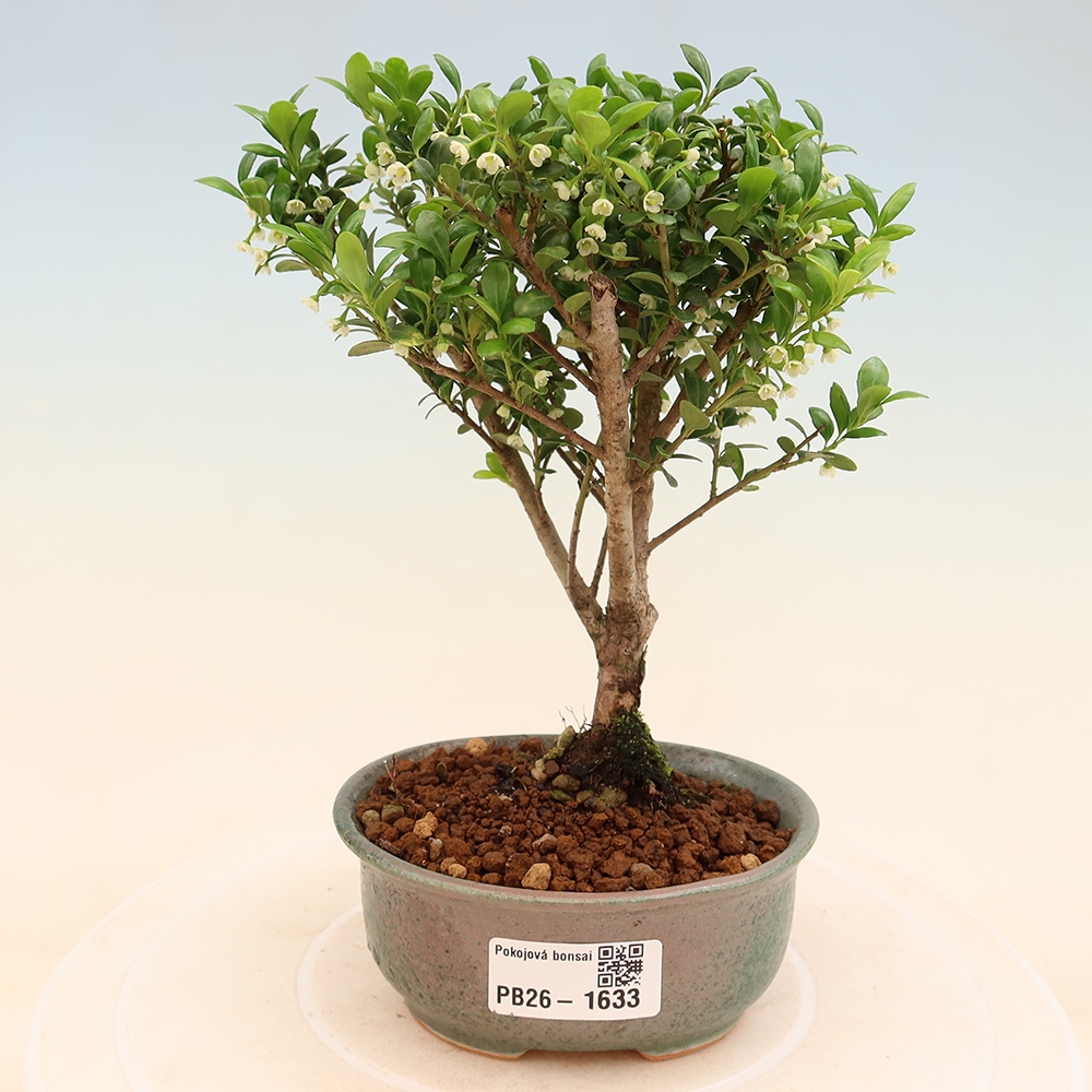 Camera bonsai - Ilex crenata - Agrifoglio