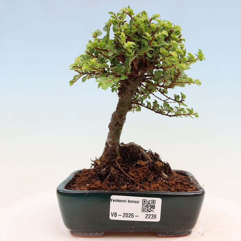 Bonsai da esterno - Ulmus parvifolia Sagei - Olmo a foglie piccole