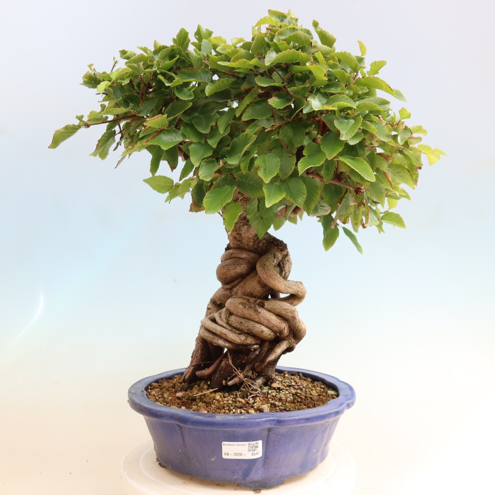 Bonsai da esterno -Carpinus CARPINOIDES - Carpino coreano