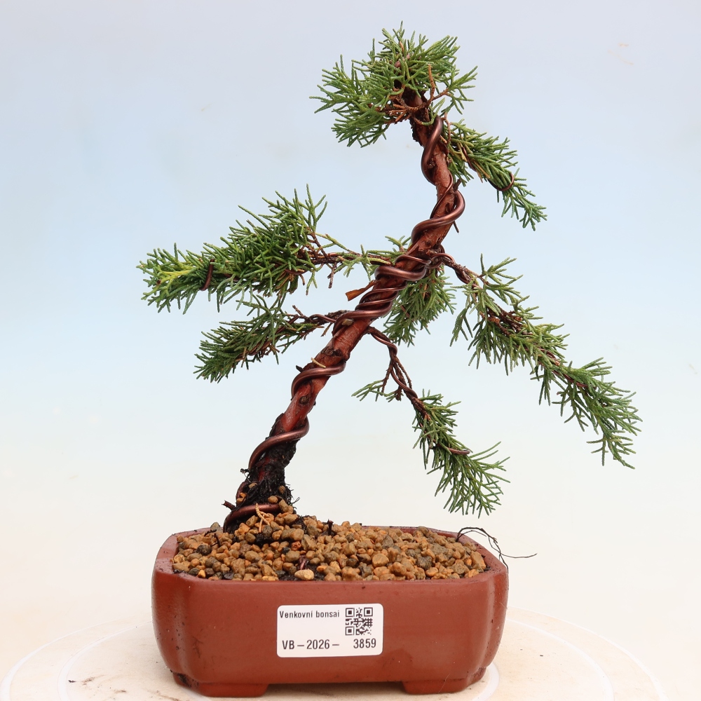 Bonsai da esterno - Juniperus chinensis Kishu
