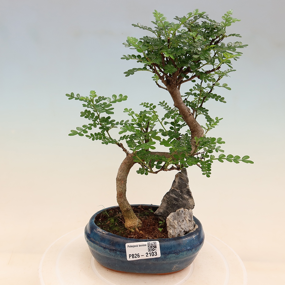 Camera bonsai - Zantoxylum piperitum - albero del pepe