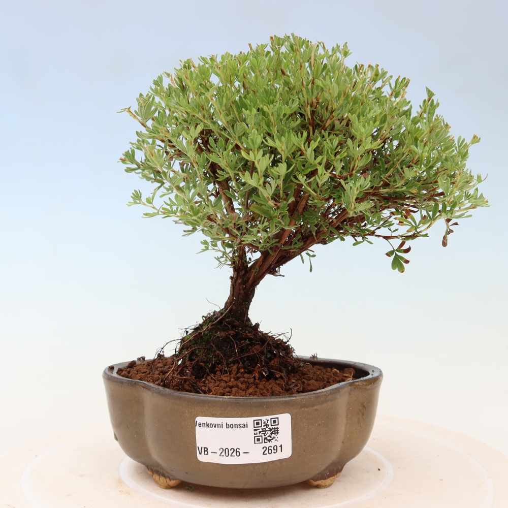Bonsai da esterno - Potentilla fruticosa - Goldkissen