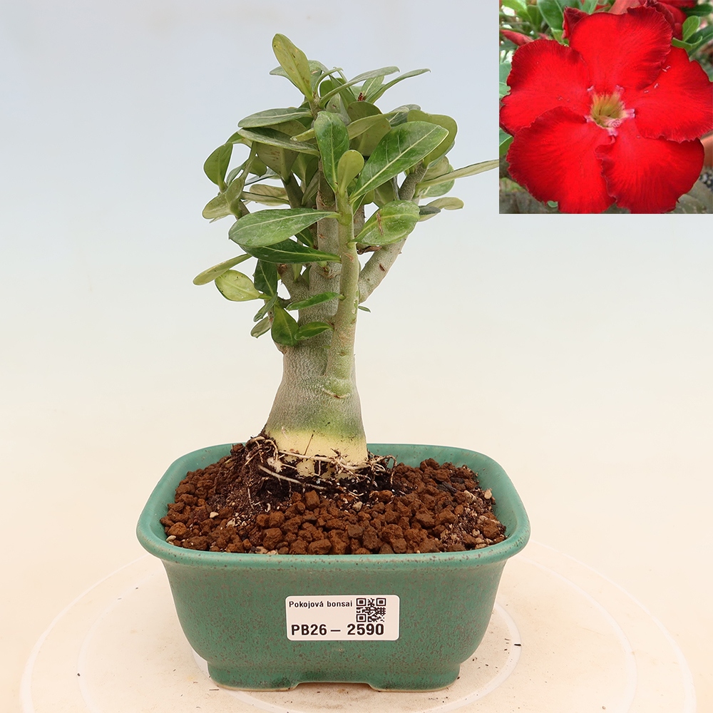 Bonsai da interno - Adenium obesum Red Star - Rosa del deserto