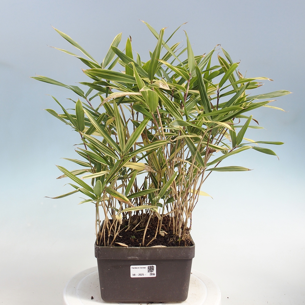 Bonsai da esterno - Sasaella masamuneana Albostriata - Bambù
