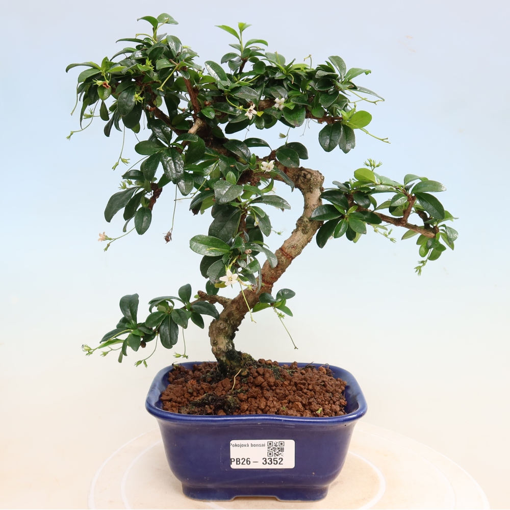 Camera bonsai - Carmona macrophylla - Tea fuki