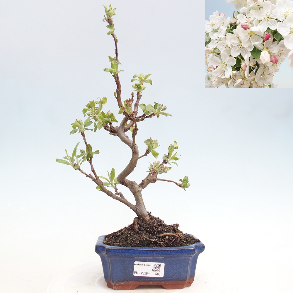 Bonsai da esterno -Malus halliana - Melo a frutto piccolo