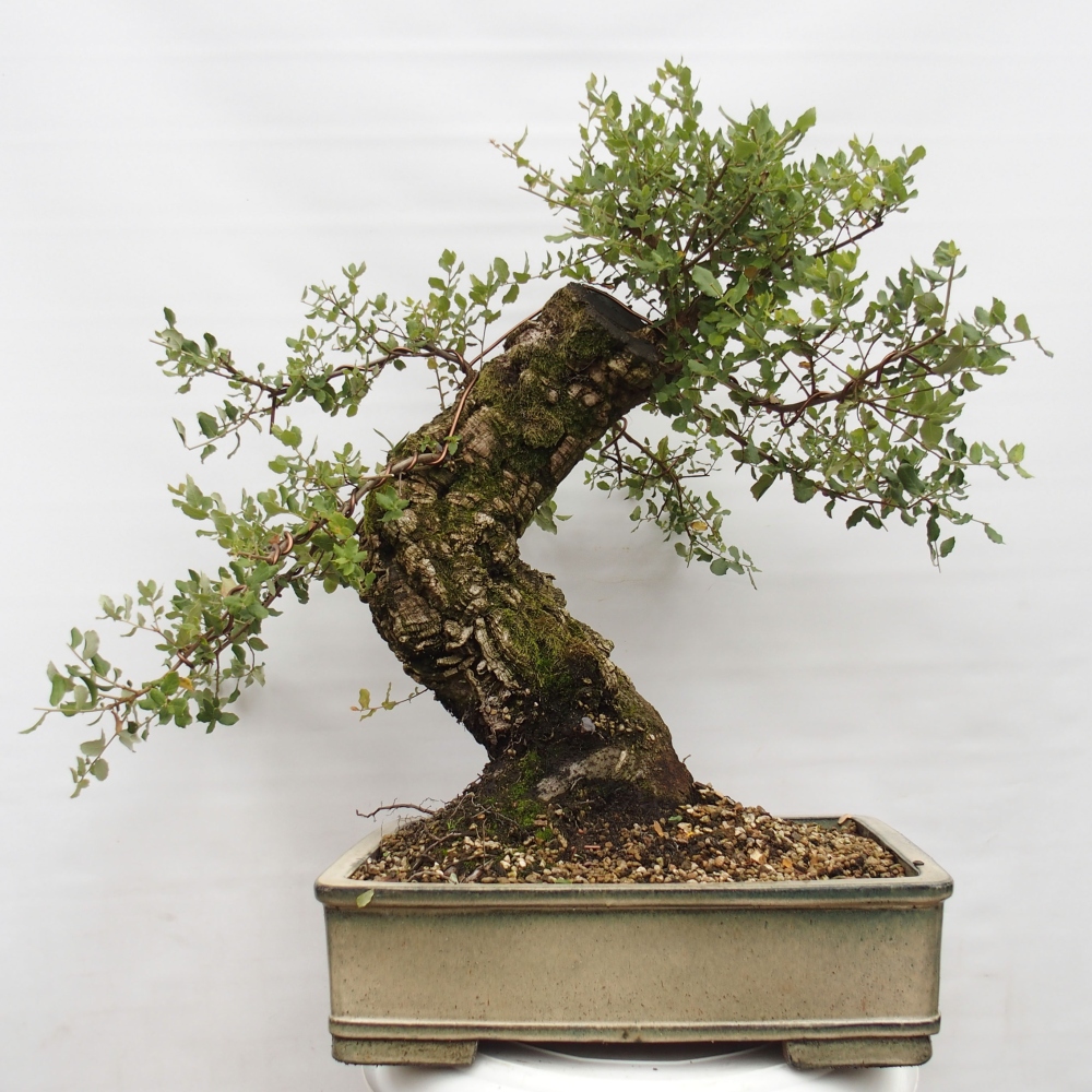 bonsai da esterno Quercus suber - Quercia da sughero