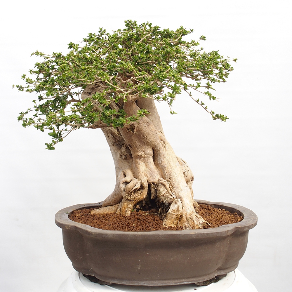 Bonsai da interno - Premna serratifolia - Kozlovna malolista