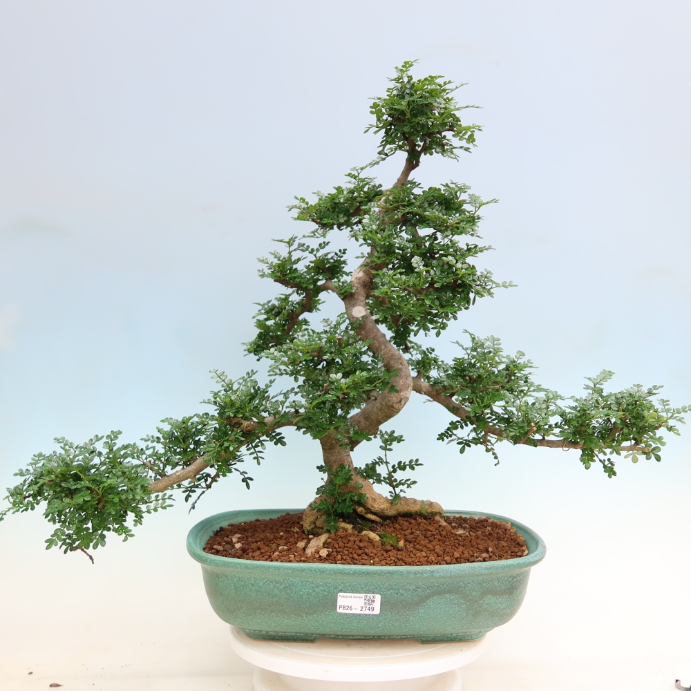Camera bonsai - Zantoxylum piperitum - albero del pepe